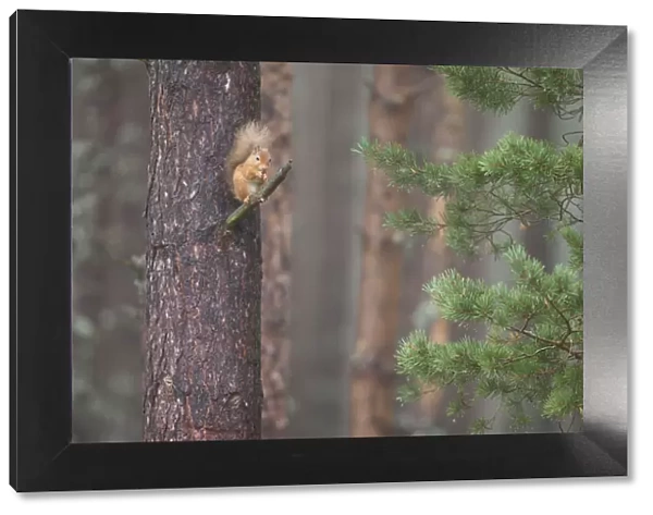Red squirrel (Sciurus vulgaris) feeding in Scots pine tree, Cairngorms National Park