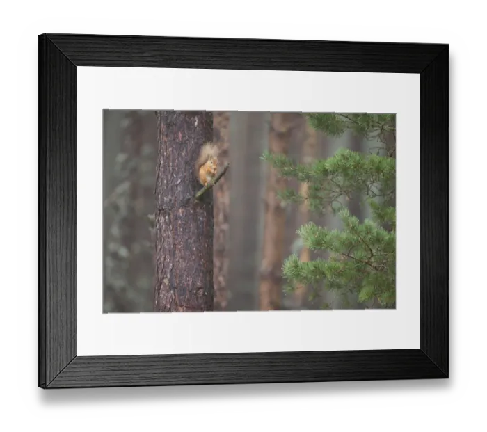 Framed Print : Red squirrel (Sciurus vulgaris) feeding in Scots pine tree, Cairngorms National Park Framed Print : Red squirrel (Sciurus vulgaris) feeding in Scots pine tree, Cairngorms National Park