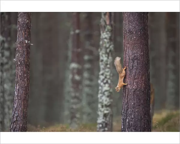Red squirrel (Sciurus vulgaris) foraging in forest, climbing down tree trunk, Cairngorms