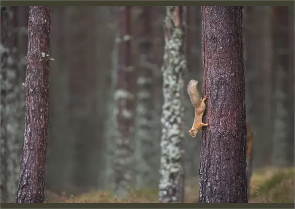Red squirrel (Sciurus vulgaris) foraging in forest, climbing down tree trunk, Cairngorms