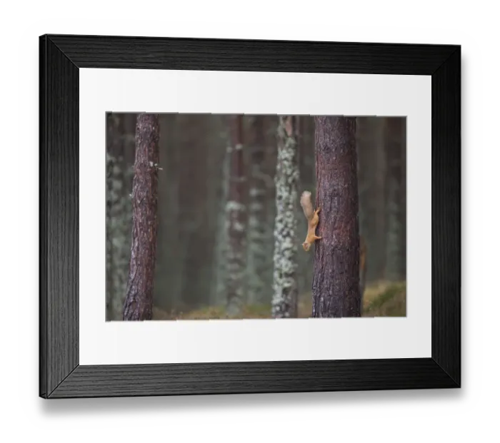 Framed Print : Red squirrel (Sciurus vulgaris) foraging in forest, climbing down tree trunk, Cairngorms Framed Print : Red squirrel (Sciurus vulgaris) foraging in forest, climbing down tree trunk, Cairngorms