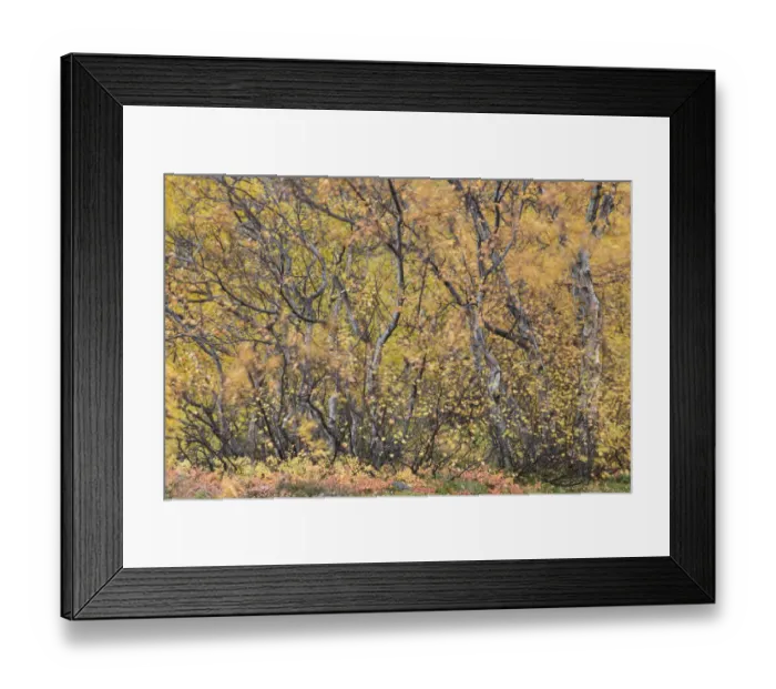 Framed Print : Autumnal tundra woodland of primarily Birch (Betula sp) and Willow (Salix sp), Myvatn Framed Print : Autumnal tundra woodland of primarily Birch (Betula sp) and Willow (Salix sp), Myvatn