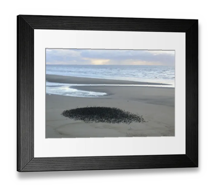 Framed Print : Starlings (Sturnus vulgaris) resting on Blackpool Beach, UK. October Framed Print : Starlings (Sturnus vulgaris) resting on Blackpool Beach, UK. October