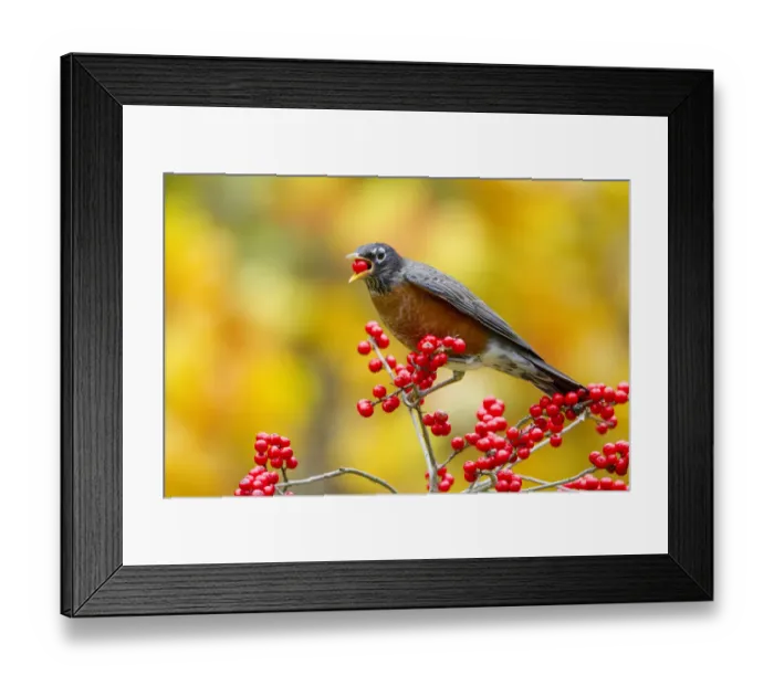 Framed Print : American robin (Turdus migratorius) feeding on Winterberry holly (Ilex sp) berries Framed Print : American robin (Turdus migratorius) feeding on Winterberry holly (Ilex sp) berries