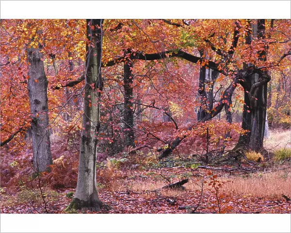 Autumnal Beech (Fagus) trees, Savernake Forest, Wiltshire, UK, November 2012
