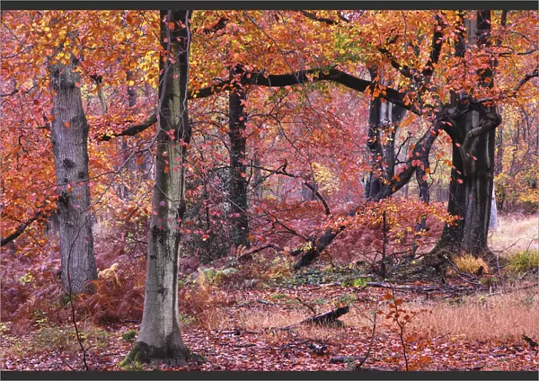 Autumnal Beech (Fagus) trees, Savernake Forest, Wiltshire, UK, November 2012