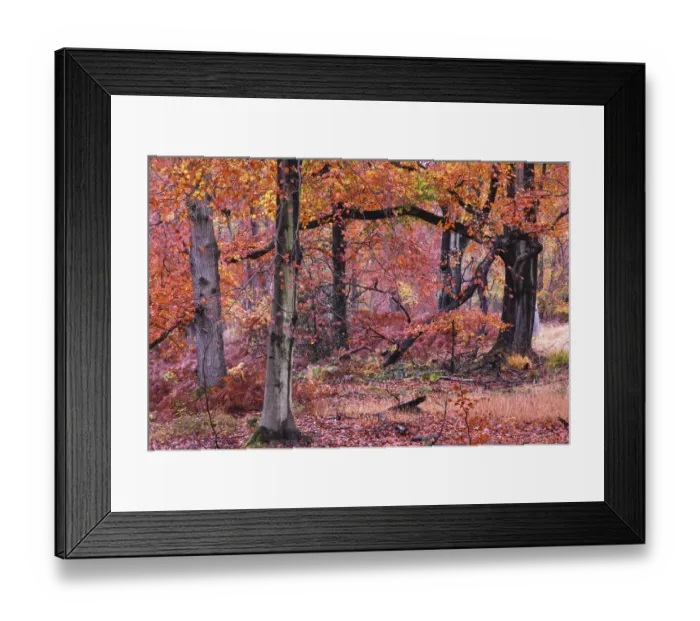 Framed Print : Autumnal Beech (Fagus) trees, Savernake Forest, Wiltshire, UK, November 2012 Framed Print : Autumnal Beech (Fagus) trees, Savernake Forest, Wiltshire, UK, November 2012
