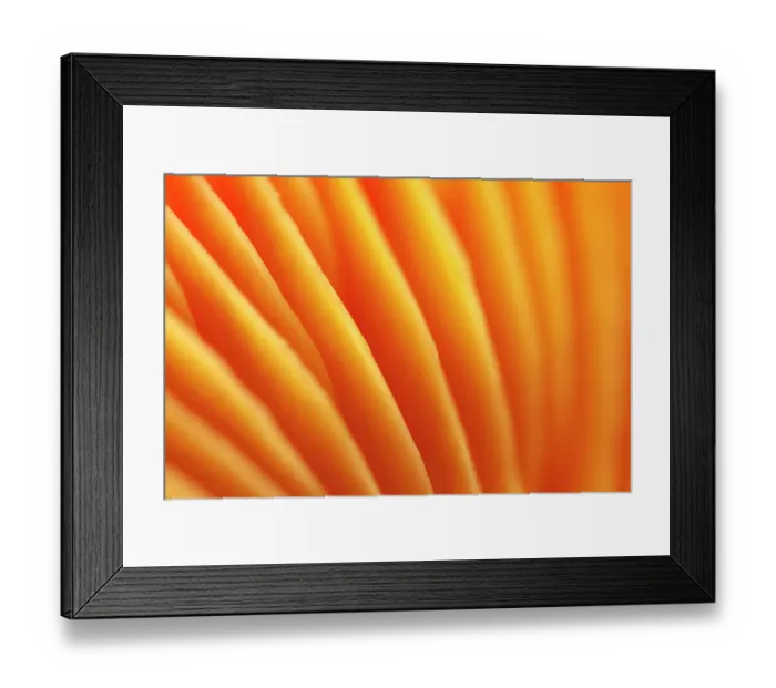 Framed Print : Gills of Honey Waxcap (Hygrocybe coccinea). The National Forest, Leicestershire, UK, October Framed Print : Gills of Honey Waxcap (Hygrocybe coccinea). The National Forest, Leicestershire, UK, October