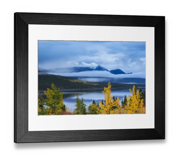 Framed Print : Autumnal Quaking aspen tree (Populus tremuloides) at Nares Lake, with Montana Mountain beyond Framed Print : Autumnal Quaking aspen tree (Populus tremuloides) at Nares Lake, with Montana Mountain beyond