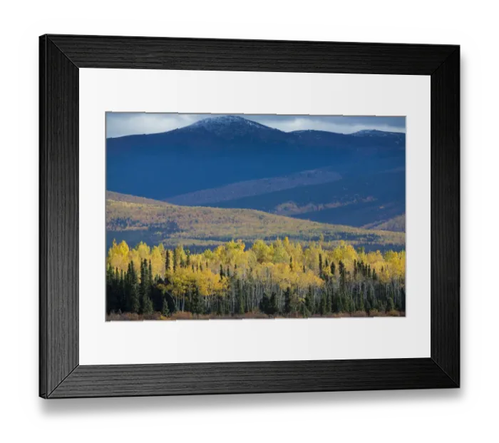 Framed Print : Autumnal Quaking aspen (Populus tremuloides) and pine tree forest, along the Klondike Framed Print : Autumnal Quaking aspen (Populus tremuloides) and pine tree forest, along the Klondike