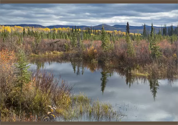 Autumnal boreal forest with lake, Silver Trail, near Mayo, Yukon Territories, Canada