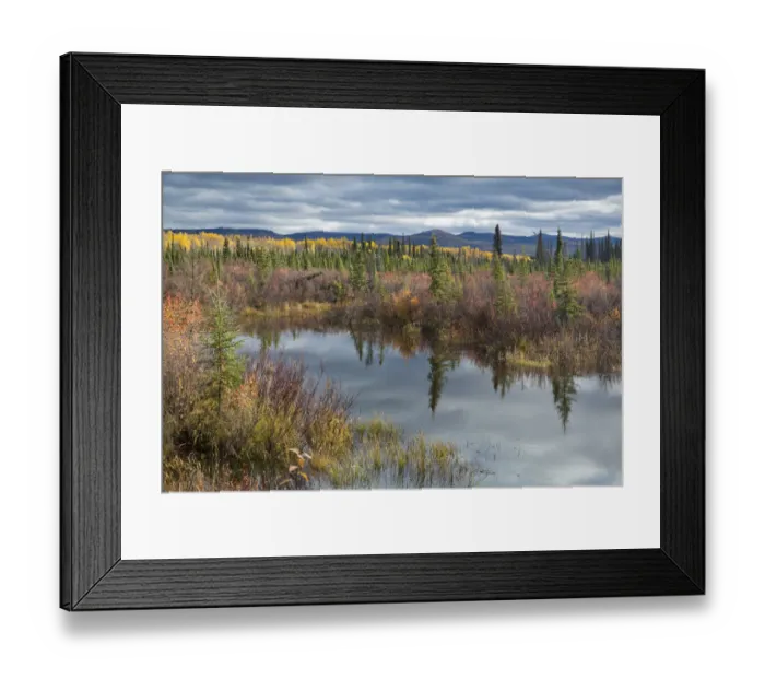 Framed Print : Autumnal boreal forest with lake, Silver Trail, near Mayo, Yukon Territories, Canada Framed Print : Autumnal boreal forest with lake, Silver Trail, near Mayo, Yukon Territories, Canada