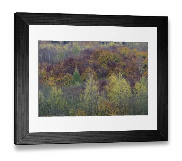 Framed Print : Autumnal forest, Vosges forest, France, November 2014 Framed Print : Autumnal forest, Vosges forest, France, November 2014