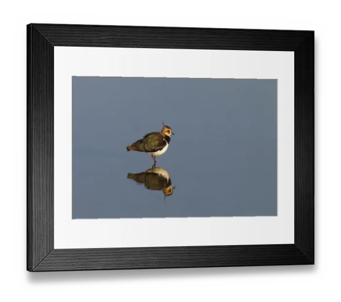 Framed Print : Lapwing (Vanellus vanellus) Titchwell RSPB Reserve, Norfolk, England, UK. November Framed Print : Lapwing (Vanellus vanellus) Titchwell RSPB Reserve, Norfolk, England, UK. November
