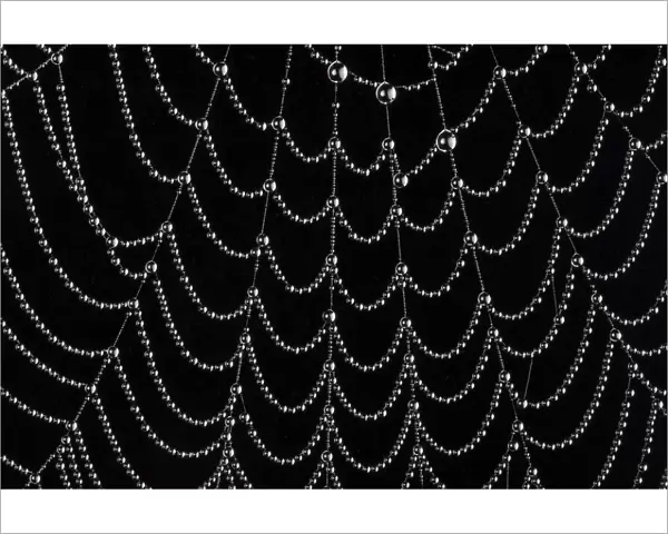Dew-covered cobweb. Thursley Common, Surrey, UK. October