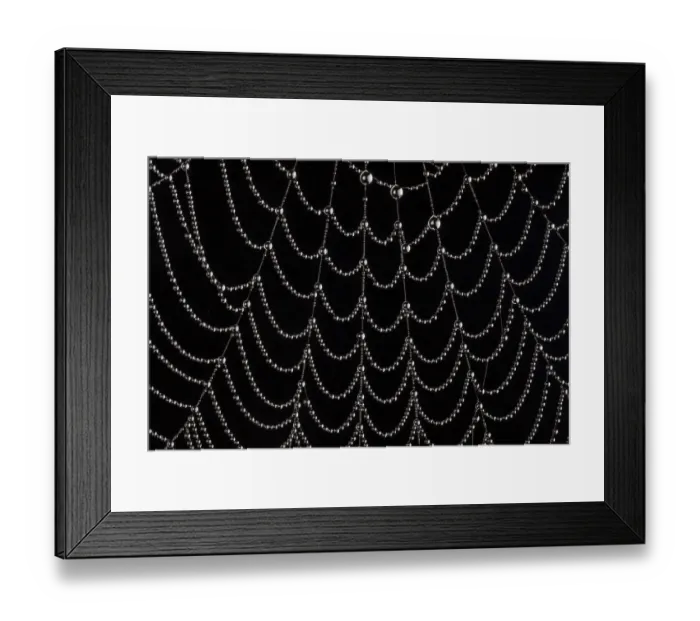 Framed Print : Dew-covered cobweb. Thursley Common, Surrey, UK. October Framed Print : Dew-covered cobweb. Thursley Common, Surrey, UK. October