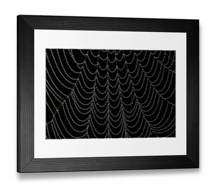 Framed Print : Dew-covered cobweb. Thursley Common, Surrey, UK. October Framed Print : Dew-covered cobweb. Thursley Common, Surrey, UK. October