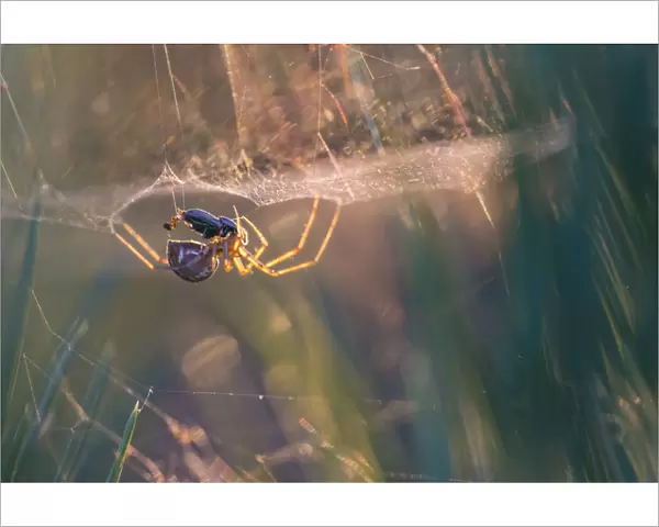 Money spider (Linyphiidae) in its sheet web eating a beetle, backlit at sunset