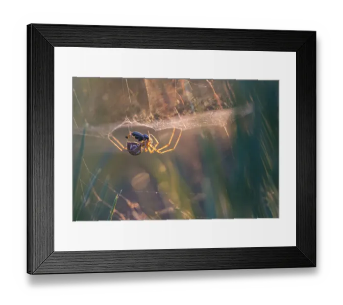 Framed Print : Money spider (Linyphiidae) in its sheet web eating a beetle, backlit at sunset Framed Print : Money spider (Linyphiidae) in its sheet web eating a beetle, backlit at sunset