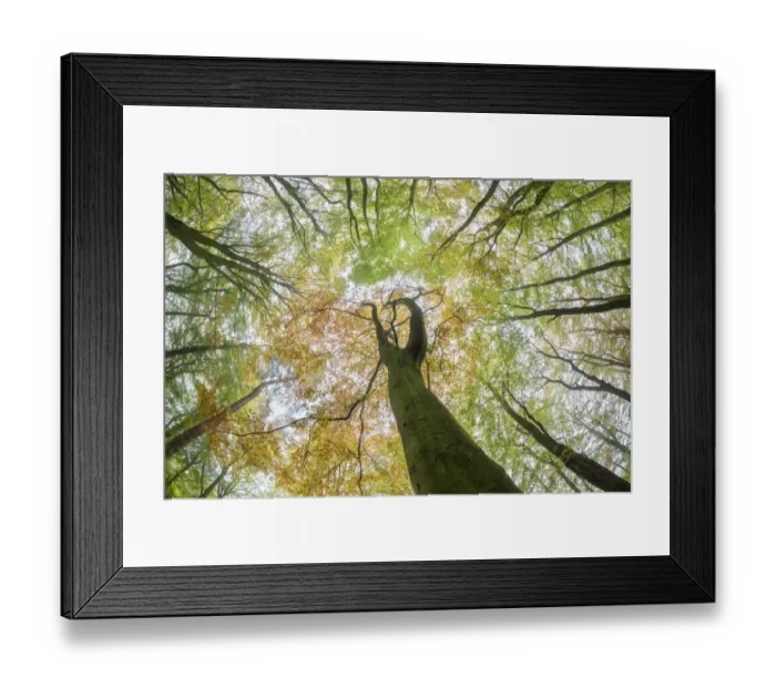 Framed Print : View up towards Beech (Fagus sylvatica) woodland canopy. Derbyshire, UK. October Framed Print : View up towards Beech (Fagus sylvatica) woodland canopy. Derbyshire, UK. October