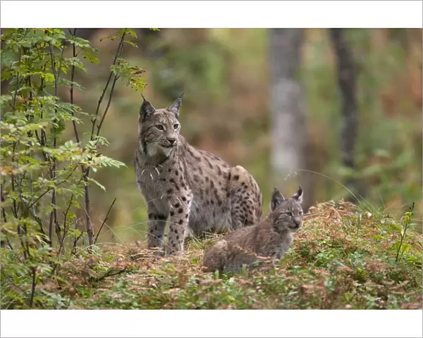 Eurasian lynx (Lynx lynx) with kitten in autumnal boreal forest, captive. Norway. September