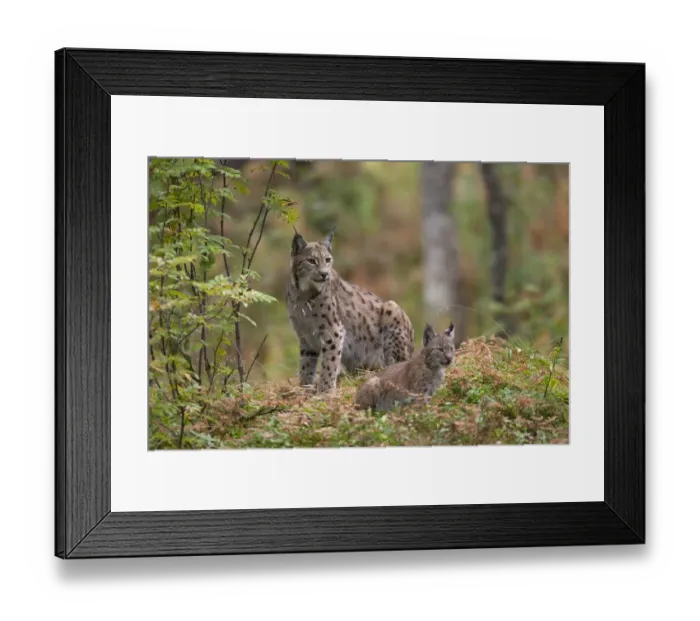 Framed Print : Eurasian lynx (Lynx lynx) with kitten in autumnal boreal forest, captive. Norway. September Framed Print : Eurasian lynx (Lynx lynx) with kitten in autumnal boreal forest, captive. Norway. September