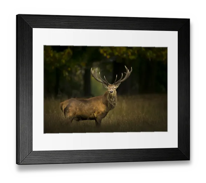 Framed Print : Red deer (Cervus elaphus) stag portrait taken in stormy light, Cheshire, UK, October Framed Print : Red deer (Cervus elaphus) stag portrait taken in stormy light, Cheshire, UK, October