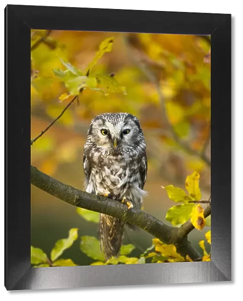 Tengmalms owl (Aegolius funereus) perched in tree amongst autumn leaves, Czech Republic