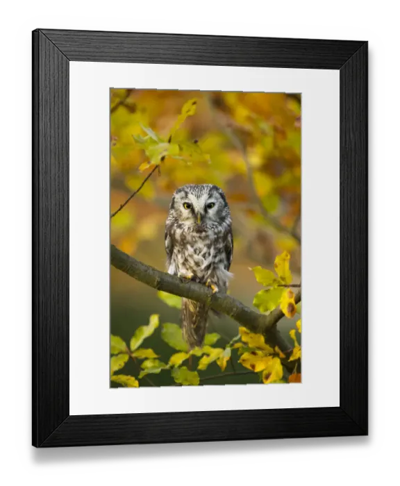 Framed Print : Tengmalms owl (Aegolius funereus) perched in tree amongst autumn leaves, Czech Republic Framed Print : Tengmalms owl (Aegolius funereus) perched in tree amongst autumn leaves, Czech Republic