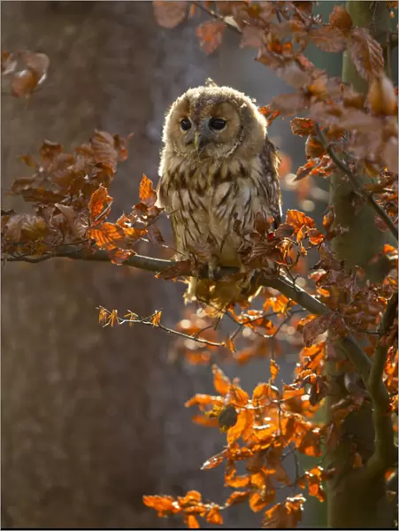 Tawny owl (Strix aluco) young sitting in tree amongst autumn leaves, Czech Republic, November