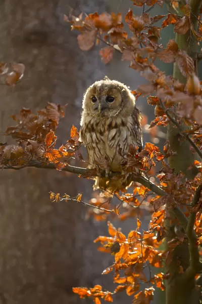 Tawny owl (Strix aluco) young sitting in tree amongst autumn leaves, Czech Republic, November