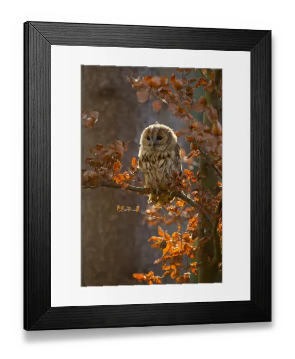 Framed Print : Tawny owl (Strix aluco) young sitting in tree amongst autumn leaves, Czech Republic, November Framed Print : Tawny owl (Strix aluco) young sitting in tree amongst autumn leaves, Czech Republic, November