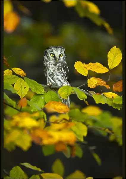 Tengmalms owl (Aegolius funereus) sitting in tree amongst autumn leaves, Czech Republic