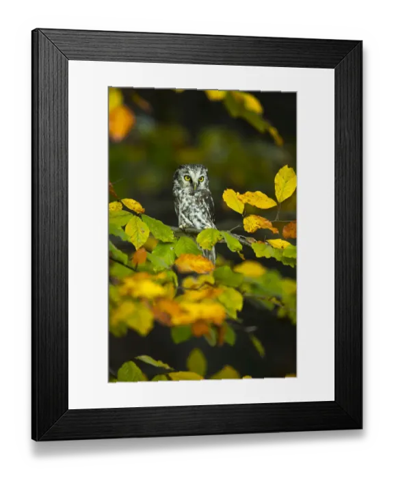 Framed Print : Tengmalms owl (Aegolius funereus) sitting in tree amongst autumn leaves, Czech Republic Framed Print : Tengmalms owl (Aegolius funereus) sitting in tree amongst autumn leaves, Czech Republic