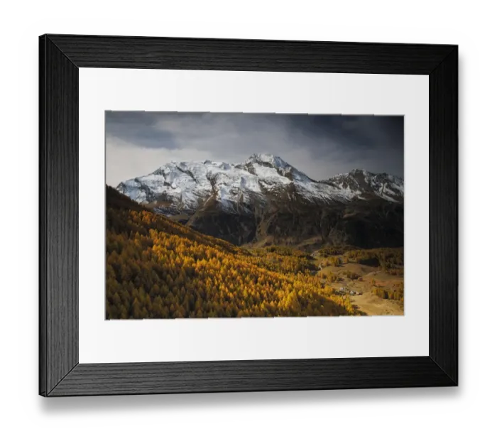 Framed Print : View of Le Mont Pourri, with European larch (Larix decidua) forest, Le Monal Vanoise National Park Framed Print : View of Le Mont Pourri, with European larch (Larix decidua) forest, Le Monal Vanoise National Park