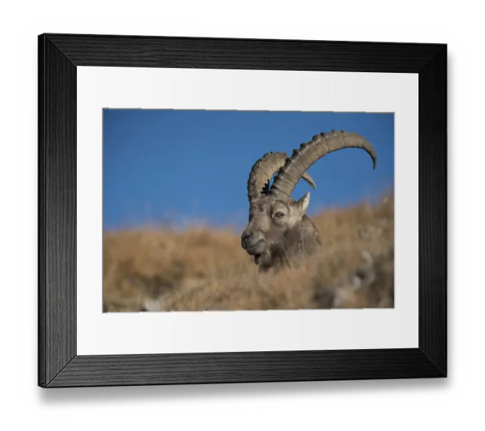 Framed Print : Male Alpine ibex (Capar Ibex) resting, Massif des Cerces, Savoie France, October Framed Print : Male Alpine ibex (Capar Ibex) resting, Massif des Cerces, Savoie France, October