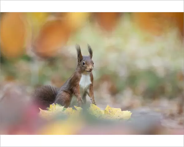 Red squirrel (Sciurus vulgaris) alert in autumnal woodland leaf litter, The Netherlands, November