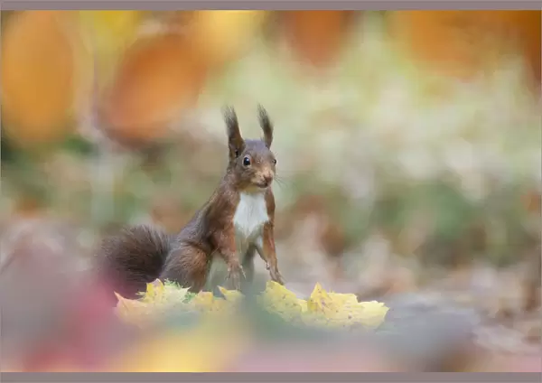 Red squirrel (Sciurus vulgaris) alert in autumnal woodland leaf litter, The Netherlands, November