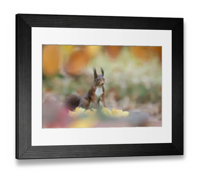 Framed Print : Red squirrel (Sciurus vulgaris) alert in autumnal woodland leaf litter, The Netherlands, November Framed Print : Red squirrel (Sciurus vulgaris) alert in autumnal woodland leaf litter, The Netherlands, November