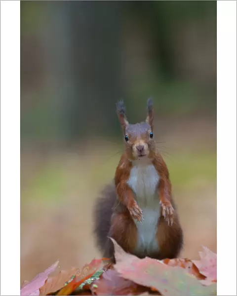 Red squirrel (Sciurus vulgaris) portrait, sitting alert in autumnal woodland leaf litter