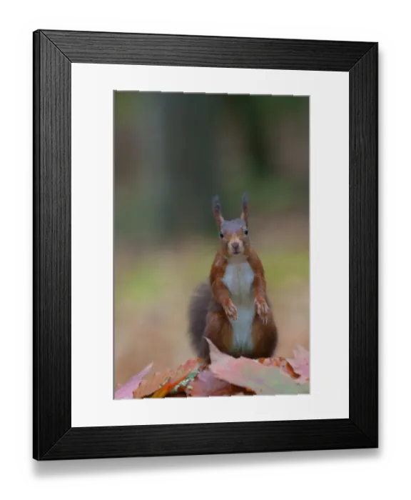 Framed Print : Red squirrel (Sciurus vulgaris) portrait, sitting alert in autumnal woodland leaf litter