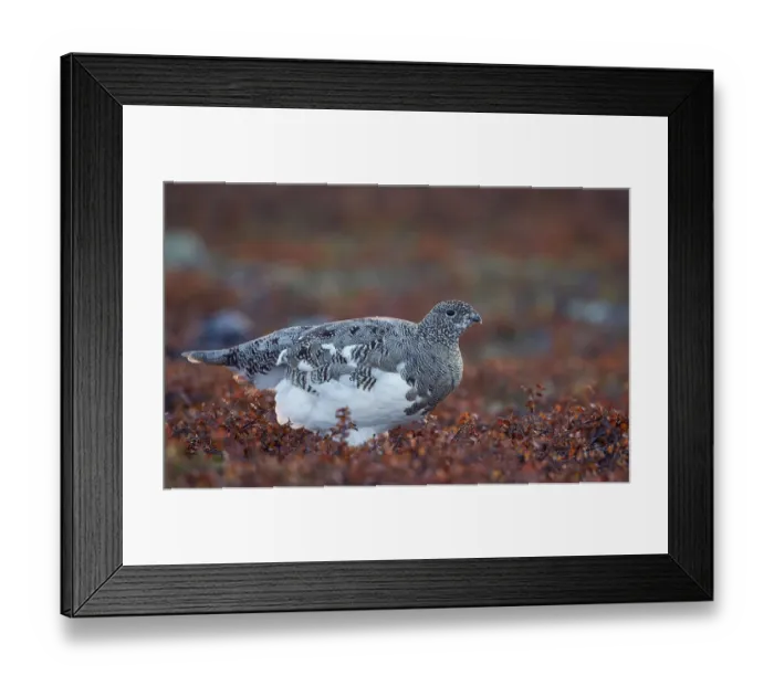 Framed Print : Rock Ptarmigan (Lagopus muta) portrait, Inari, Finland, September Framed Print : Rock Ptarmigan (Lagopus muta) portrait, Inari, Finland, September