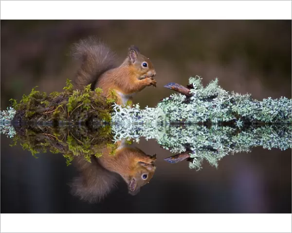 Eurasian red squirrel (Sciurus vulgaris) reflected in water, Cairngorms National Park