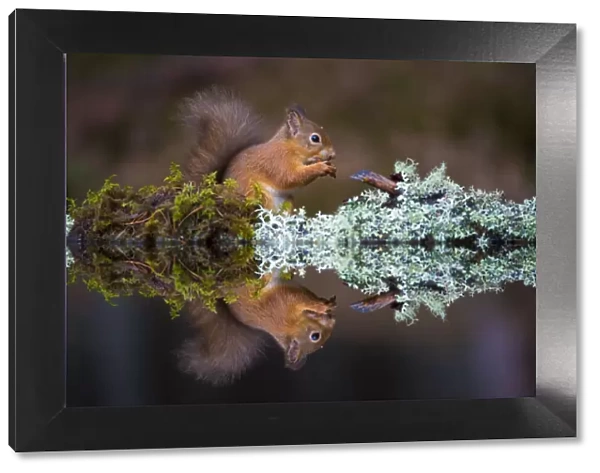 Eurasian red squirrel (Sciurus vulgaris) reflected in water, Cairngorms National Park