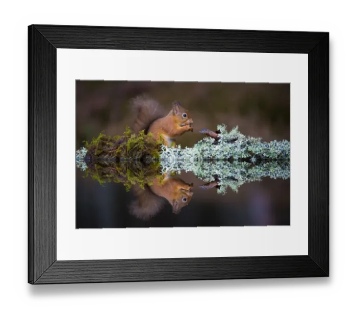 Framed Print : Eurasian red squirrel (Sciurus vulgaris) reflected in water, Cairngorms National Park Framed Print : Eurasian red squirrel (Sciurus vulgaris) reflected in water, Cairngorms National Park