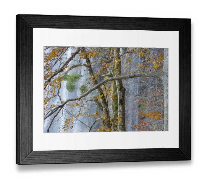 Framed Print : Woodland surrounding Veliki Prstavci waterfalls, with Mistletoe (Viscum album) on European beech Framed Print : Woodland surrounding Veliki Prstavci waterfalls, with Mistletoe (Viscum album) on European beech