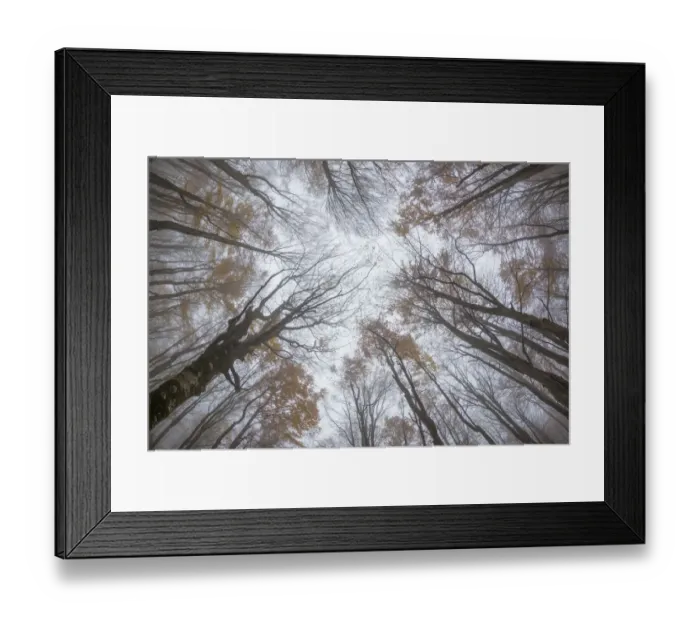 Framed Print : View upwards to canopy of a Beech woodland (Fagus sylvatica) in autumn Framed Print : View upwards to canopy of a Beech woodland (Fagus sylvatica) in autumn