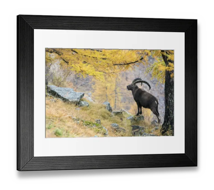 Framed Print : Alpine ibex (Capra ibex) on a mountain side in autumn with European larch tree (Larix Framed Print : Alpine ibex (Capra ibex) on a mountain side in autumn with European larch tree (Larix