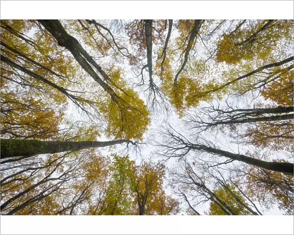 View upward to canopy of a Beech woodland (Fagus sylvatica) in autumn