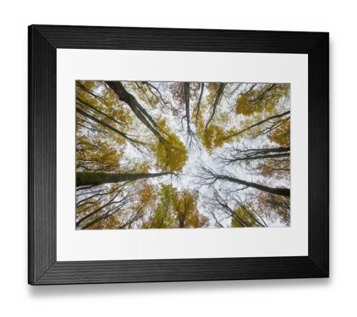 Framed Print : View upward to canopy of a Beech woodland (Fagus sylvatica) in autumn Framed Print : View upward to canopy of a Beech woodland (Fagus sylvatica) in autumn